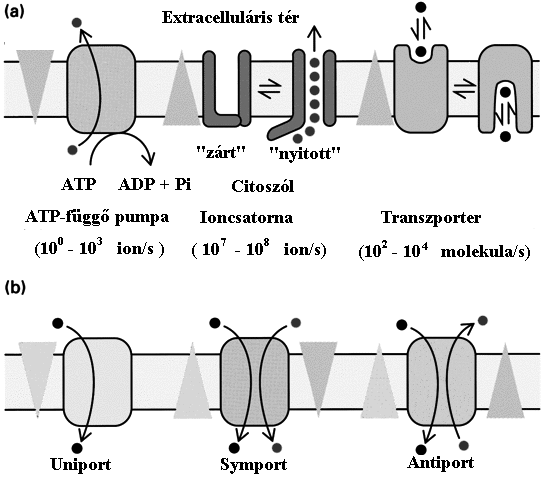Ezen csatolt anyagtranszport esetén az egyik anyag koncentrációgradiensének irányába, míg a másik azzal ellentétes irányba transzportálódik. 3.