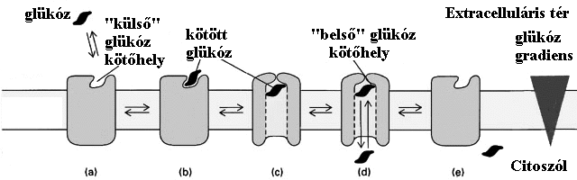 9. ábra A glükóz-transzportáló uniport fehérje működése.