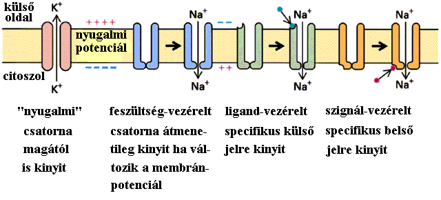 Ioncsatornák és farmakológiai vonatkozásaik A csatorna fehérjék specifikusan vizet és különböző ionokat transzportálnak azok koncentráció (vagy elektromos) grádienseinek megfelelően.