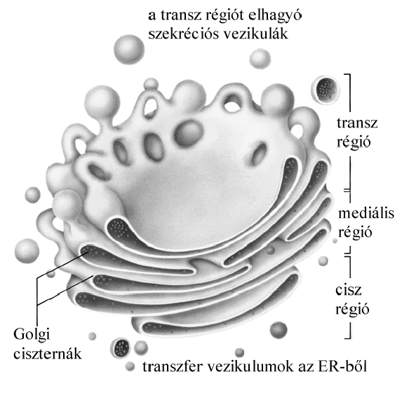 cisz, mediális és transz a transz régiót elhagyó szekréciós vezikulák ciszternákba vándorolnak, és végül az érett fehérjék a transz ciszternával összefüggésben levő transz Golgi transz régió