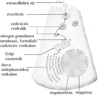 extracelluláris tér exocitózis szekréciós vezikulák zimogén granulumot tartalmazó, formálódó szekréciós vezikulum Golgi ciszternák durva endoplazmatikus retikulum magmembrán magpórus 2. ábra.