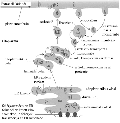 Vezikuláris transzportfolyamatok általános áttekintése Extracelluláris tér plazmamembrán citoplazma szekréció lizoszóma endocitózis visszaszállítás a membránba lizoszómális membránprotein szelektív