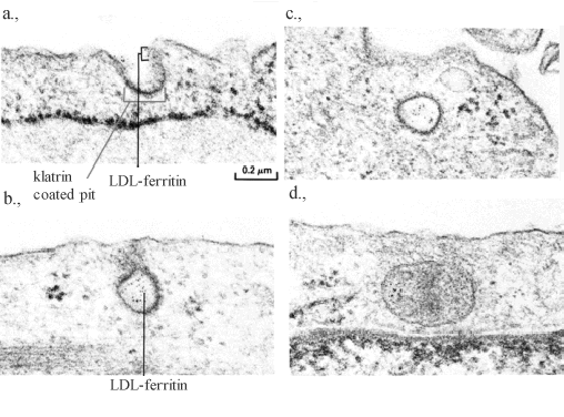 lizoszómával. Az így keletkező fagolizoszóma belsejében a bekebelezett baktérium vagy sejt megemésztődik. A fentiek közül sejtbiológiai szempontból a receptor mediált endocitózis a legfontosabb.