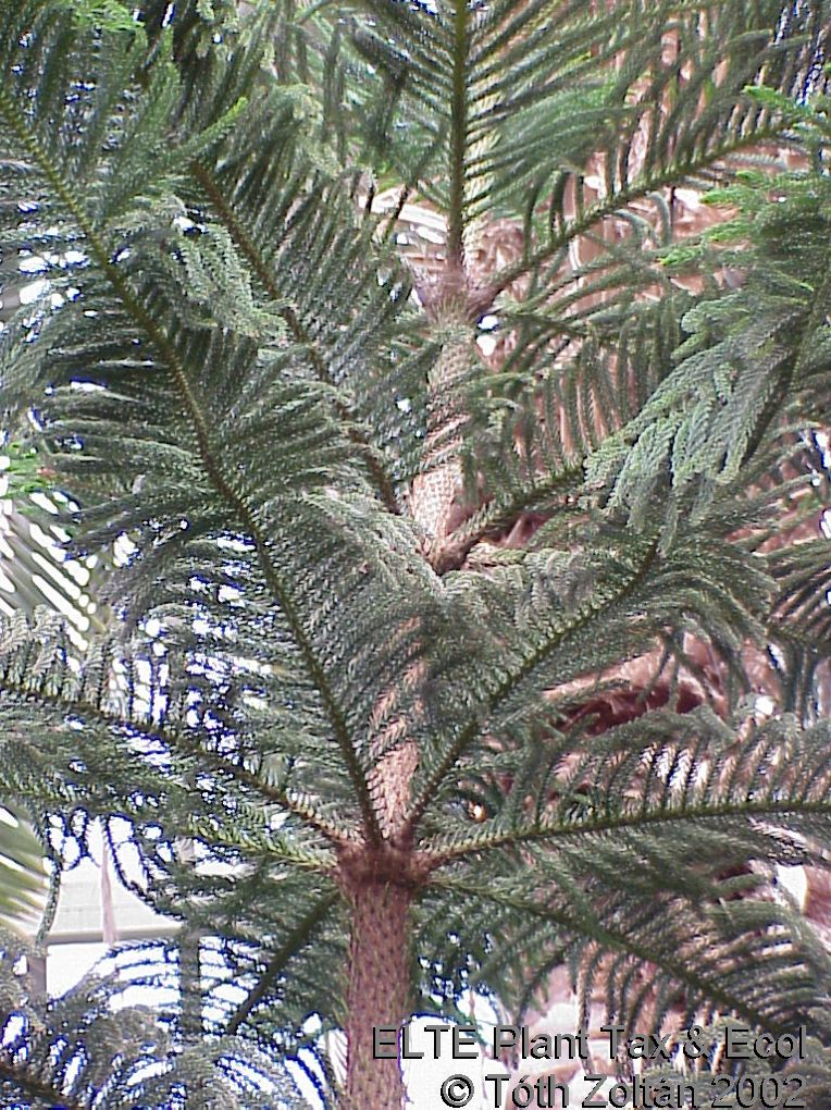 Araucaria araucana