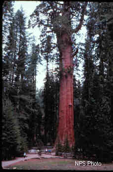 Sequoia sempervirens (tengerparti mammutfenyő) Örökzöld mammutfenyő