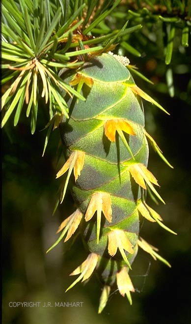 Duglászfenyő/Pseudotsuga menziesii