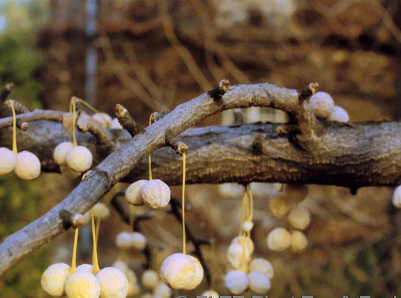 Páfrányfenyő/ Gingko biloba