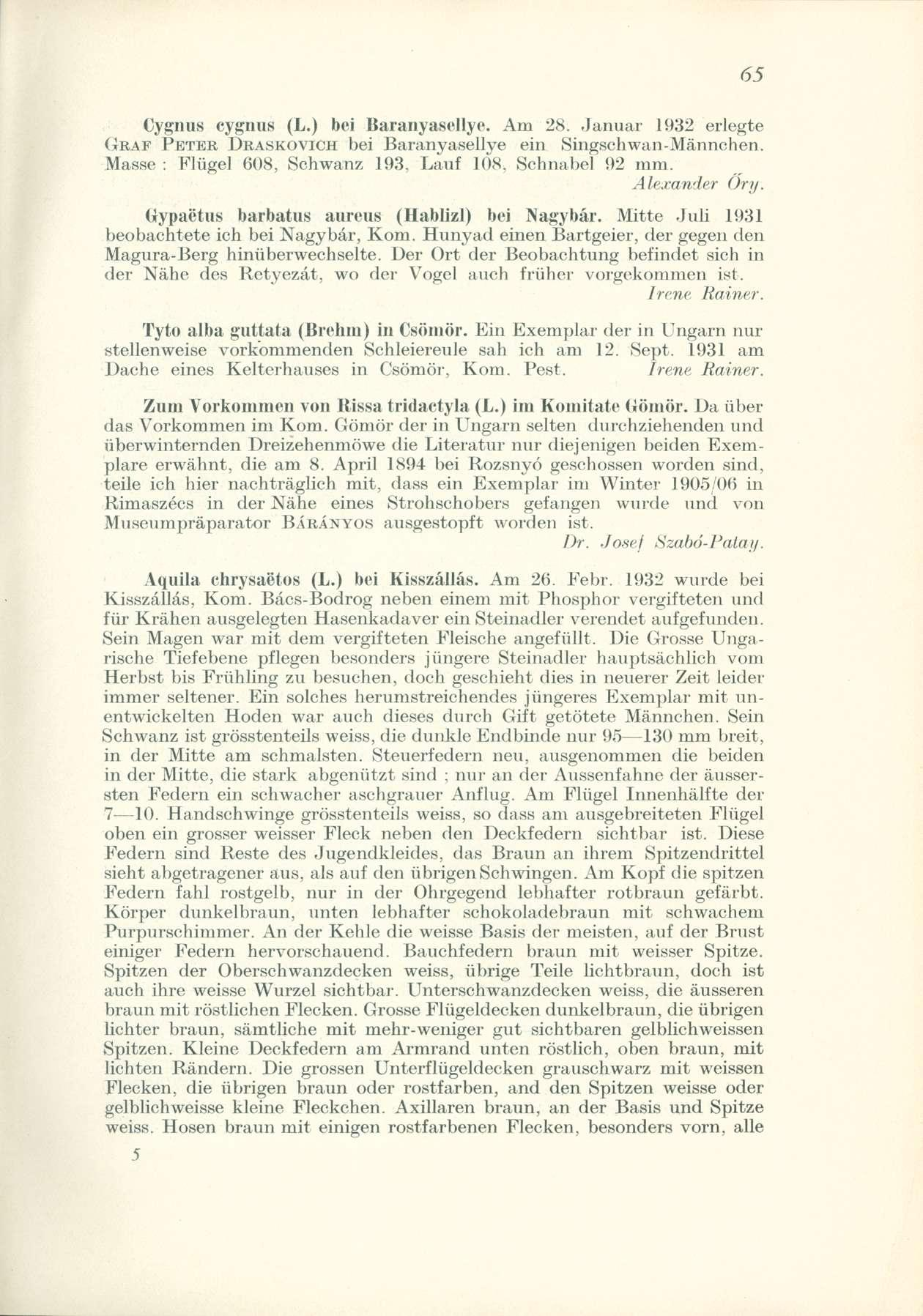 Cygnus cygnus (L.) bei Baranyasellye. Am 28. Január 1932 erlegte GRÁF PÉTER DRASKOVICH bei Baranyasellye ein Singschwan-Mánnohen. Masse : Flügel 608, Schwanz 193, Lauf 108, Schnabel 92 mm.