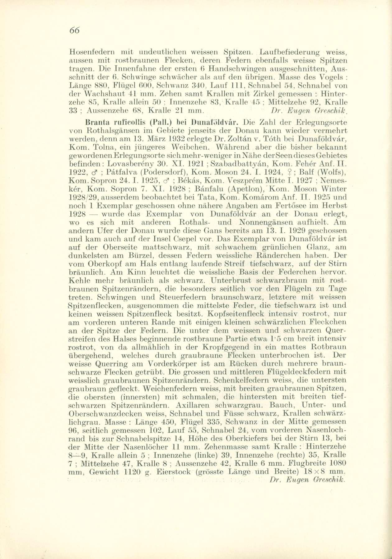 Eosenfedern mit Undeutlichen weissen Spitzen. Laufbefiederung weiss, ausseri mit rostbraunen Flecken, derén Federn ebenfalls weisse Spitzen tragen.