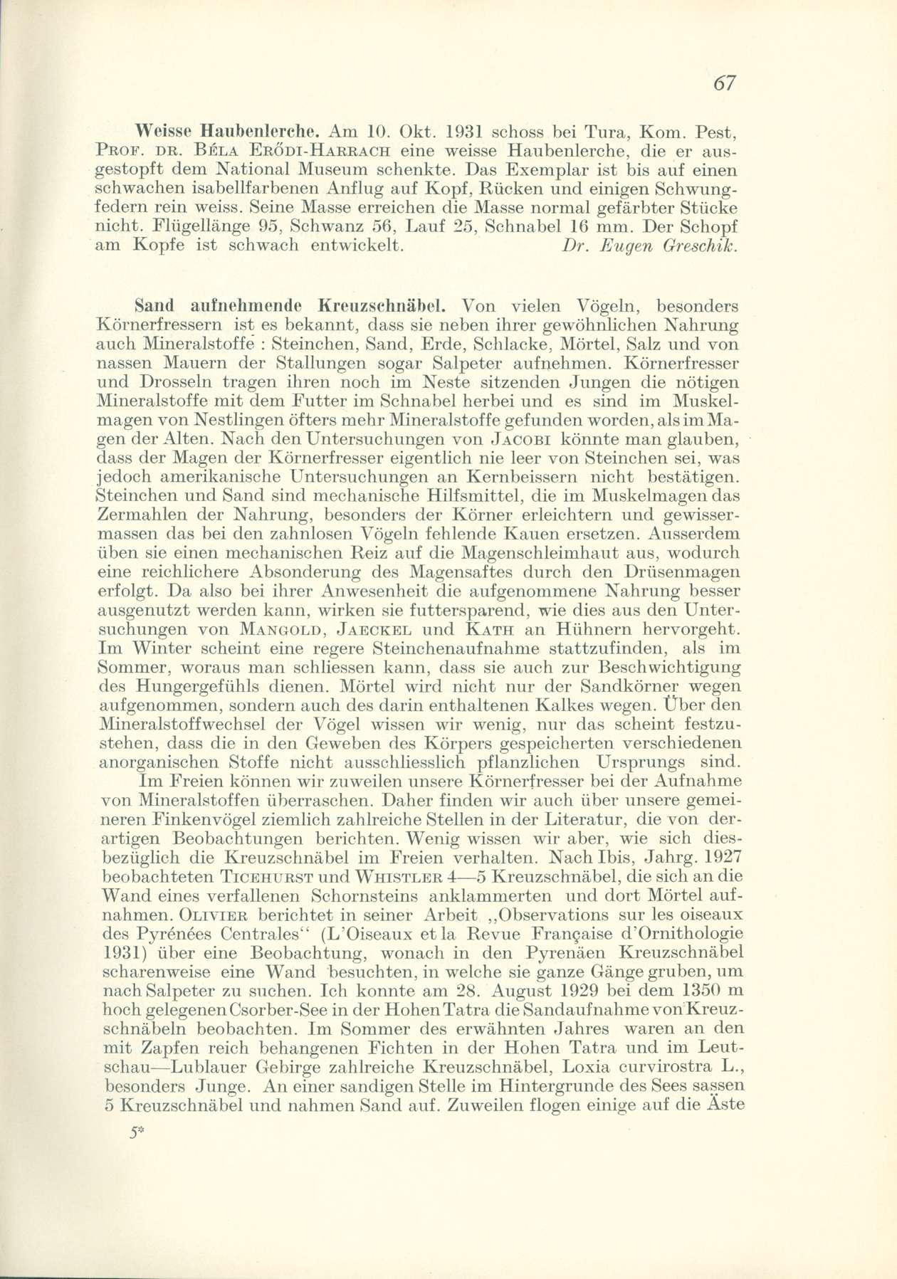 Weisse Haubenlerche. Am 10. Okt, 1931 schoss bei Túra, Kom. Pest, PROF. DR. BÉLA ERŐDI-HARRACH eine weisse Haubenlerche, die er ausgestopft dem National Museum schenkte.