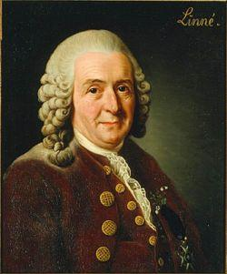 Az ásványok tudományos rendszerezése Carl von Linné (1707-1778): Systema Naturae (1735), a kövek felosztása: