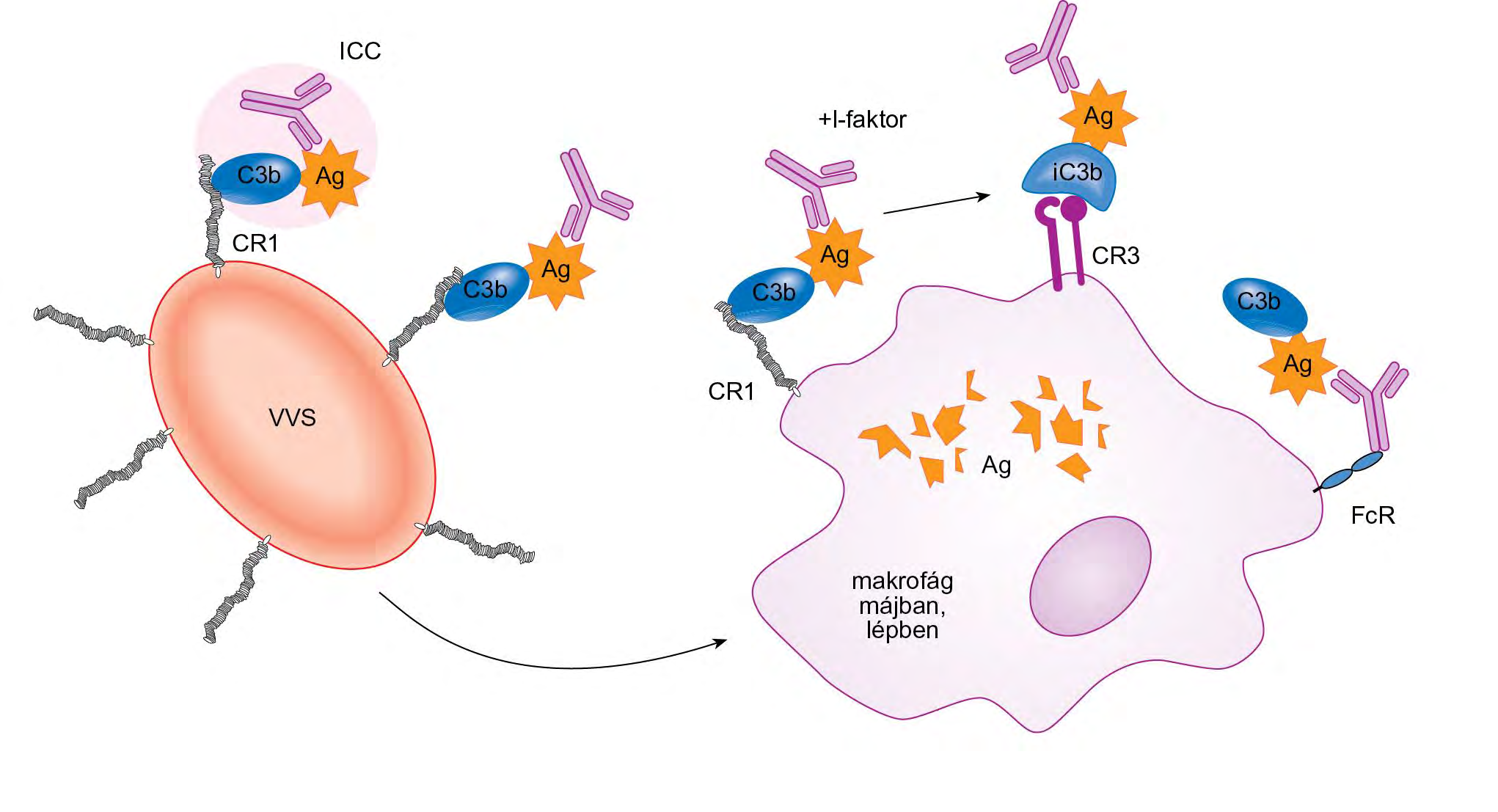 Immunkomplexek komplement-mediált eliminálása Komplementreceptorok, egyes komponensek hiánya