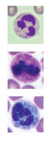 Granulociták populációi és funkciói a leukociták 50%-a Nagyon aktív fagocitózis és erőteljesebb oxigén-burst jellemzi, mint a makrofágokat Naponta 10 11 -en termelődik, ez