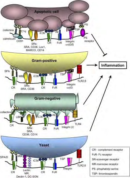 A fagocitózisban szerepet játszó receptorok apoptotikus sejt - Scavenger receptorok - Integrinek - Lektinek - Komplement receptorok - Fc-receptorok - etc.
