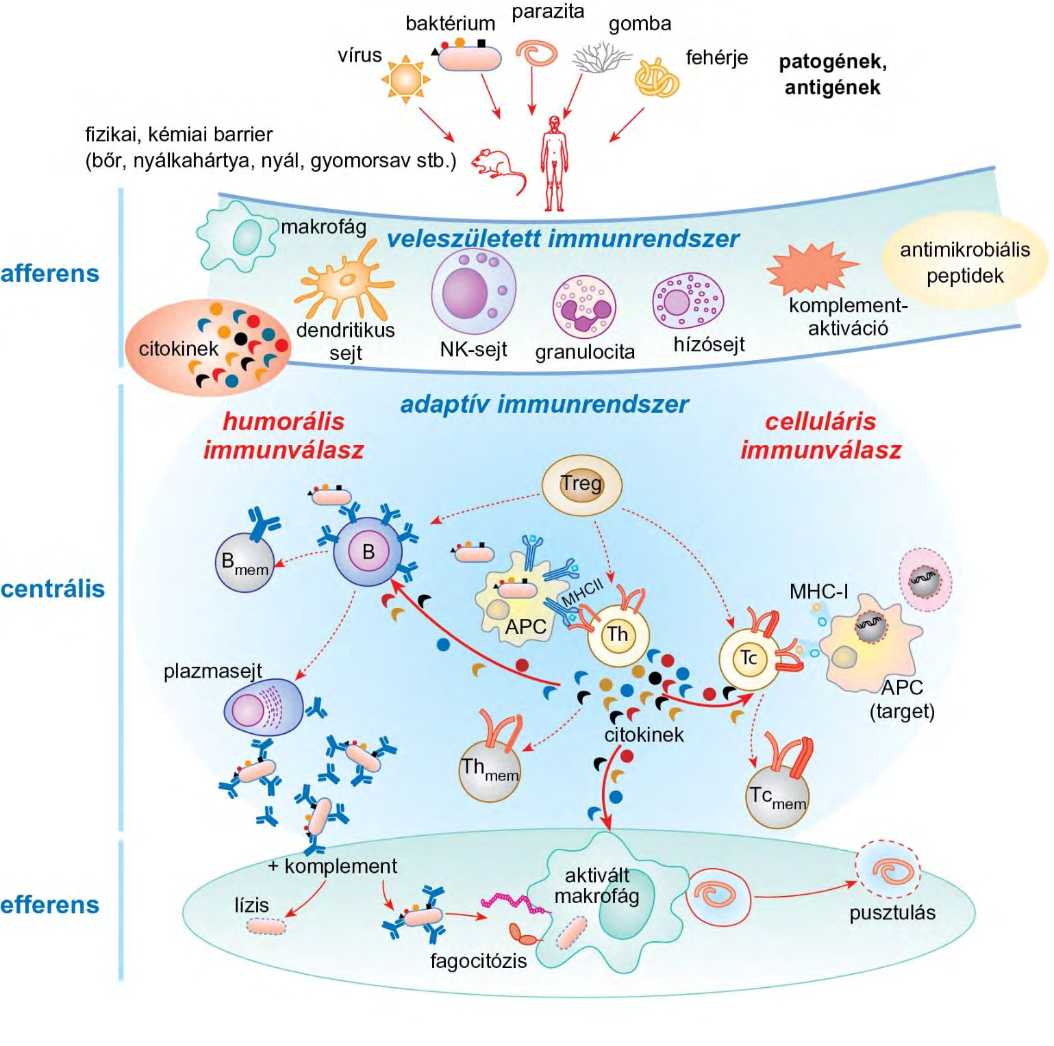 Az immunválasz kialakulása; a dendritikus sejtek (DC) döntő szerepe az adaptív immunválasz