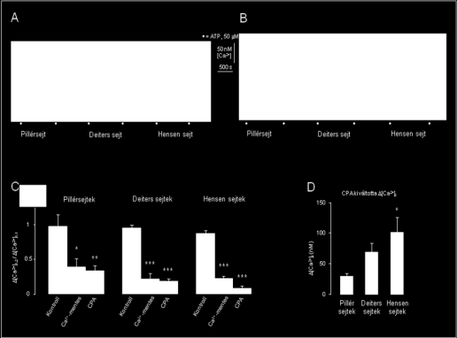 ATP, 5, 30 s perfúzió, fekete pontok; segédvonalak: [Ca 2+ ] i és idő; alsó oszlopdiagramok: átlag [Ca 2+ ] i + SEM; alsó oszlopdiagramok: átlag ( [Ca 2+ ] i,2 / [Ca 2+ ] i,1) + SEM; 50 μm ATP, 20,