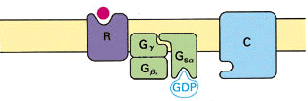 A receptor működési elve Hormon (pl. adrenalin) receptor G protein trimer Effektor (pl. Adenilát cikláz) 0.