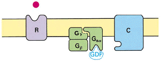 A receptor működési elve 3. G sα a GDP molekulát GTP-re cseréli, elválik a másik két alegységtől 4. G sα aktiválja az adenilát ciklázt camp termelés.