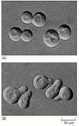 Sejten kivüli jelátadó molekulák: ligandumok Egysejtűek - élesztő: mating faktor (peptid) haploid partner sejt proliferációját gátolja haploid sejtek fuziója Magasabb rendű élőlények: -fehérjék,