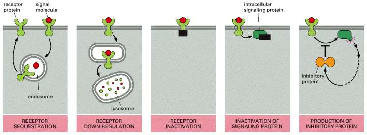 A célsejt deszenzitizálásának öt módja az adott jeladó molekulára elkülönülés