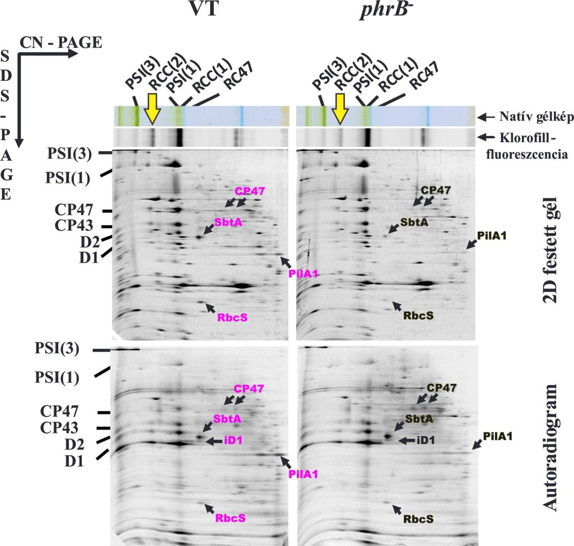 15. ábra: A VT és a phrb - sejtek radioaktívan jelölt membránfehérjéinek 2D géles (2D-CN/SDS- PAGE) elemzése.