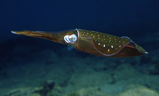 Classis: Cephalopoda (lábasfejűek) mind tengeriek, ragadozók testükdorso-ventralis irányban megnyúlt: a test hátulsó része a zsigerzacskónak, elülső része (fej, karok) a ventralis testrésznek felel