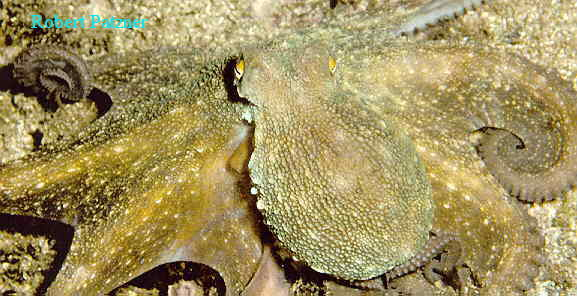 Cephalopoda Architeuthis Octopus Octopus vulgaris (közönséges polip) Eledone moschata (pézsmapolip) elölnézet testük gömbölyded héjukbelső, csökevényes, vagy