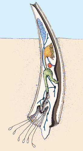 Classis: Scaphopoda (ásólábúak) oldalnézet H 2 O homok ormányszerű fej a héj felső nyílása gonad hepatopancreas ren gaster oesophagus subradularis szerv captacula hosszmetszet kinyújtott láb