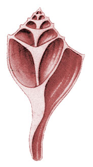 A csigaház szerkezete Gastropoda Planospiralis, dorsalis hasítékkal helicospiralis columellahoz kapcsolódó oszlopizom