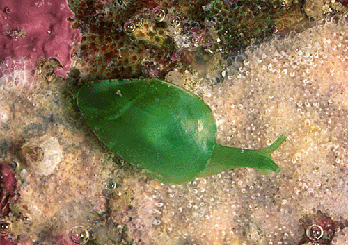 Opistobranchiata csökevényes héj, redukált köpenyüreg kopoltyújuk elsődleges úszásra módosult láb Berthelinia sp. Aplysia sp. (tengeri nyúl) Clione sp.