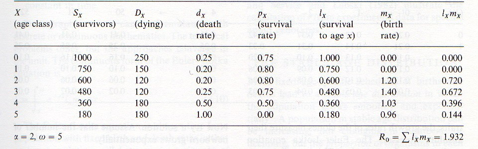 AZ ÉLETMENET SZEMLÉLET Élettáblázat x: életkor X: korosztály (x és x+1 közöttiek) Sx: túlélők Dx: elpusztulók dx: halálozási ráta px: túlélési ráta lx: túlélési ráta x korig mx: születési ráta α: kor