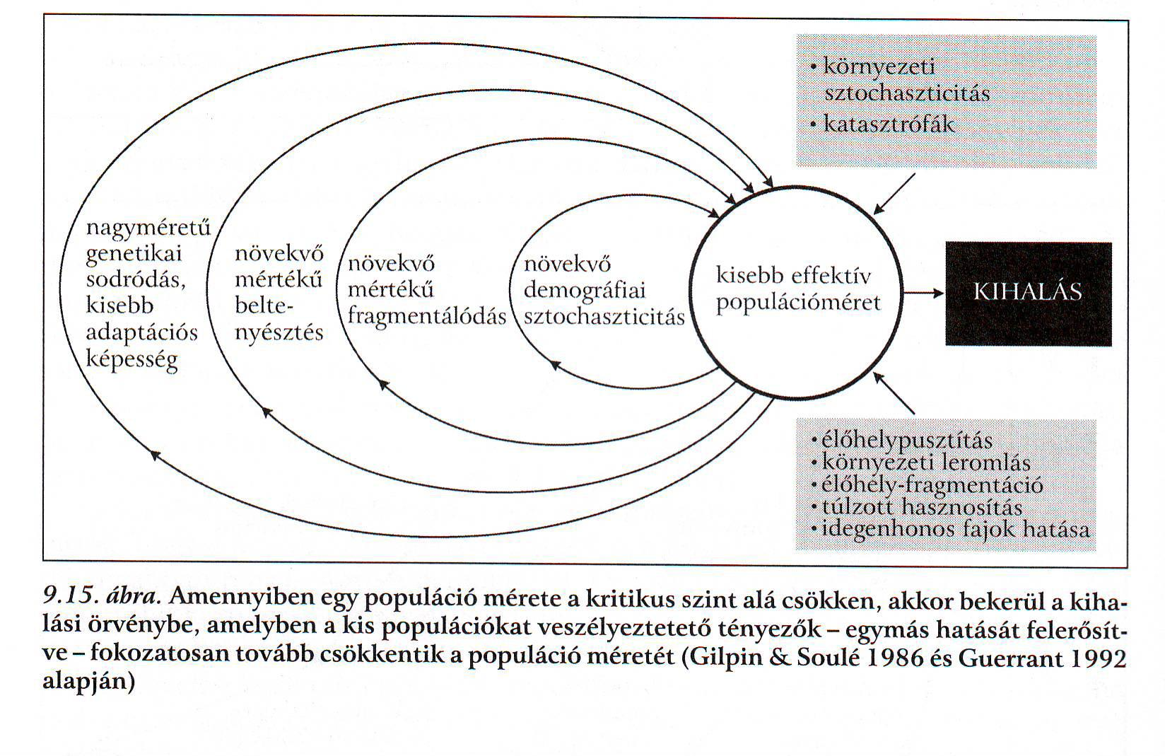 A kis populációk veszélyeztetettsége a populáció méretének csökkenése tehát nagy veszélyt jelent minél