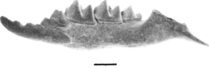 262 Földtani Közlöny 129/2 2. ábra. Emésztetlen mandibula. A karsztüregen belüli áthalmozódás következtében hiányzik a ramus mandibulae. Csapda-felhalmozódás, Polgárdi Fig.