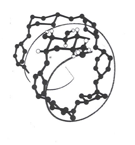 AMILÓZ : homoglikán, egyenes lánc, α-glikozid (1-4) kötések 4--(α-D-
