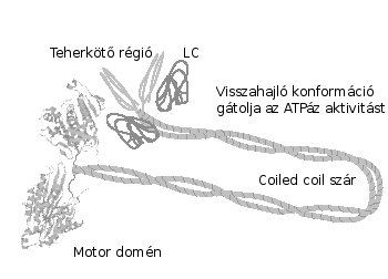 Az N-családba tartozik a kinezin-1 (korábbi elnevezések: konvencionális kinezin, KHC). A kinezin-1 in vivo homodimerként fordul el. A monomer N terminálisán van a kb.