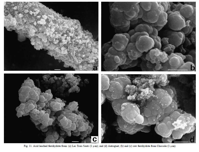 Biofilm minták vizsgálata: mit is keresünk? Casanova et al.