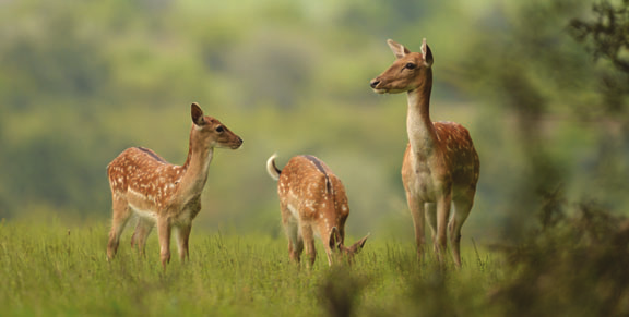 I. kat./kat./cat. II. kat./kat./cat. Tehén, ünő elejtés Abschuss von Damtier, Schmaltier Shooting rate of doe, young doe 100.- 130.- Borjú elejtés Abschuss von Kalb Shooting rate of fawn 80.