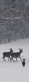 HAJTÓ ÉS TERELŐ VADÁSZAT I. KATEGÓRIÁS TERÜLETEN DRÜCKJAGD UND RIEGELJAGD IM JAGDGEBIETE KATEGORIE I. DRIVEN HUNTING IN CATEGORY I.