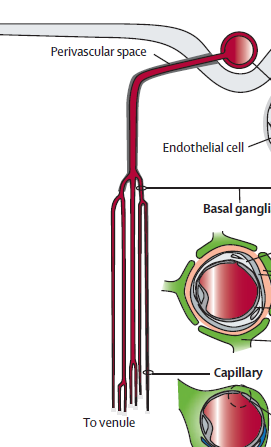 A fehérállomány érhálózata alacsony ischemiás tolerancia Penetráló arteriolák: hossz: 20 to 50 mm átmérő: 100 to 200 μm henger alakú metoblikus egység A két rendszer