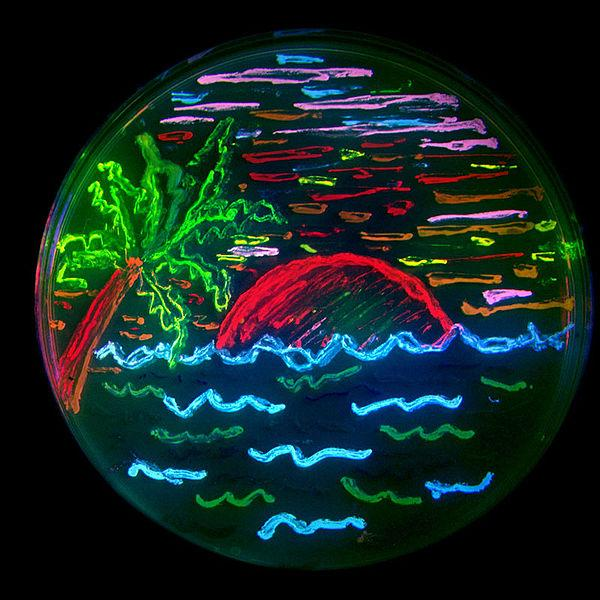 A fluoreszcens fehérjék sokfélesége A kép teljes egészében