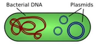 A mikrobiológia története - A DNS duplaspirál szerkezetének felismerése (James Watson és Francis Crick 1953) Restrikciós enzimek felfedezése (Arber 1962) Plazmid és az R-faktor felfedezése (Watanabe,