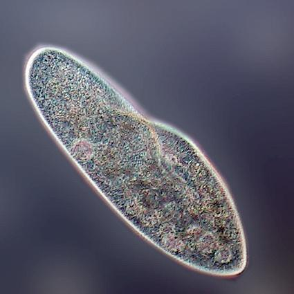 Mikroorganizmusok - állati egysejtűek Állati jellegű protiszták (protozoon): heterotróf, egysejtű, nincs