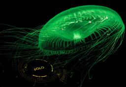 A pglo plazmid Aequorea victoria medúzából Zöld fluoreszcens