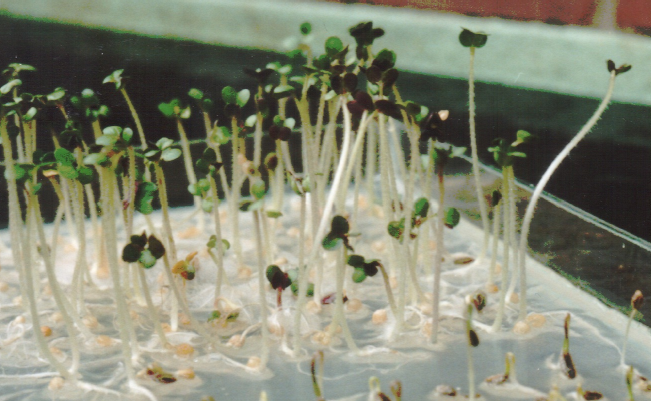 Növényi biotesztek Csíranövény Üvegtálca Agarral kevert talaj Növényi gyökerek az agar felszínén Alkalmazott tesztnövények: fehér mustár (Sinapis alba), borsó (Pisum sativum), kerti zsázsa (Lepidum