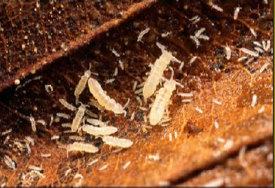 Állati tesztorganizmus Folsomia candida mortalitási teszt A Folsomia candida (Collembola) az ugróvillások rendjébe tartozó, #si rovar. Apró (3-4 mm hosszú) fehér állatkák.