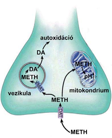 IRODALMI HÁTTÉR A METH, hasonlóan az MPTP-hez, számos ponton támadja a neuronok működését, az általa okozott károsodások hosszú távúak, és eddigi ismereteink szerint a krónikus használat után kevéssé