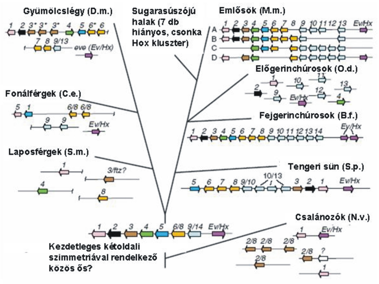 4. ábra. A testüreggel rendelkezı állattörzsek Hox klusztereinek evolúciós kapcsolata. A kladogram néhány reprezentatív faj Hox génjeinek kromoszomális helyzetét és elrendezıdését ábrázolja.