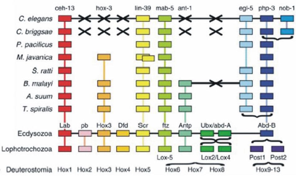 8. ábra. A Hox kluszter evolúciója Nematodákban.