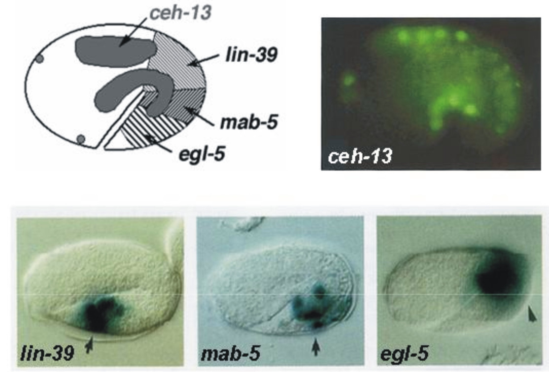 expressziós doménja átfed a középsı és poszterior homológ lin-39, mab-5 és egl-5 Hox gének expressziós doménjaival (Wang és mtsi., 1993; Brunschwig és mtsi., 1999) (10. ábra)