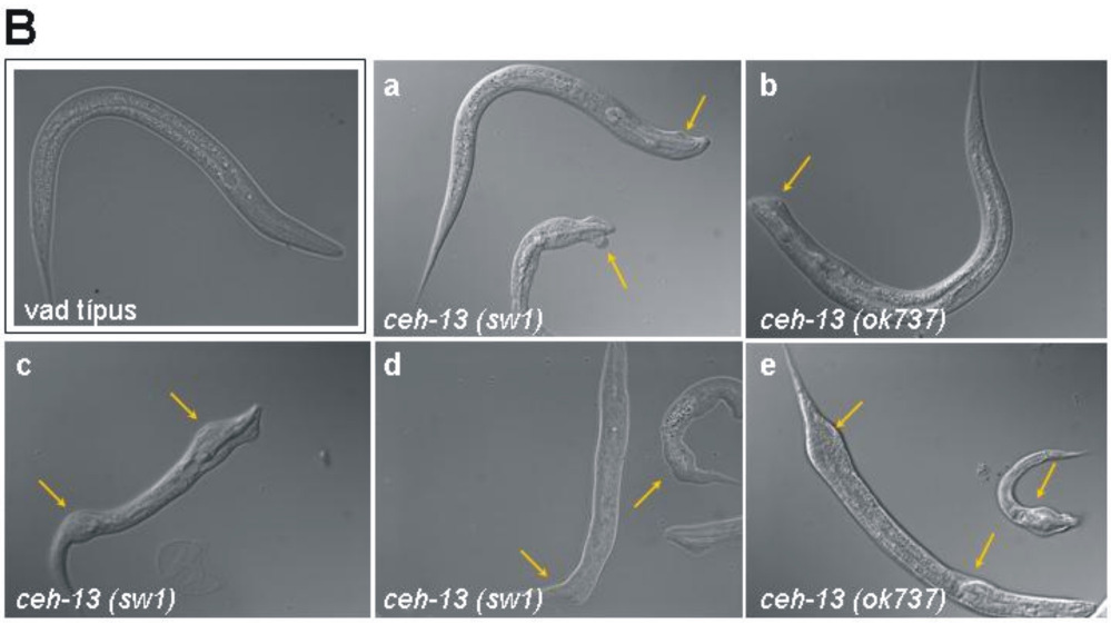 17. ábra. A pleiotróp Ceh-13(-) fenotípus. (A) Az L1 lárvastádiumban megrekedı ceh-13(-) mutánsok abnormális morfológiája (a-b).